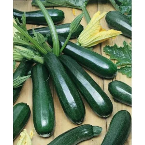 Black Beauty Summer Squash Seeds - 25 Heirloom Organic Non-GMO Zucchini Seeds - Image 1