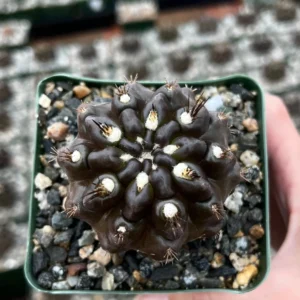 Black Cactus Neochilenia Huascensis Live Plant - Rare Cactus in 4" Pot - Image 2