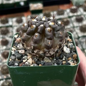 Black Cactus Neochilenia Huascensis Live Plant - Rare Cactus in 4