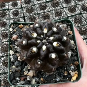 Black Cactus Neochilenia Huascensis Live Plant - Rare Cactus in 4" Pot - Image 1