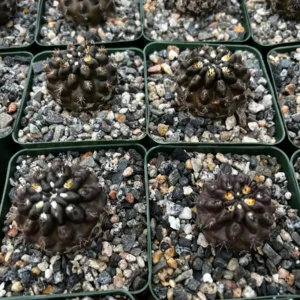 Black Cactus Neochilenia Huascensis Live Plant - Rare Cactus in 4