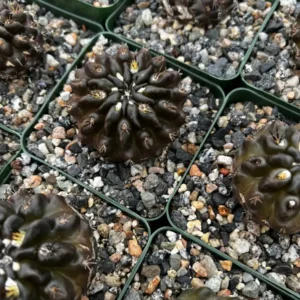 Black Cactus Neochilenia Huascensis Live Plant - Rare Cactus in 4