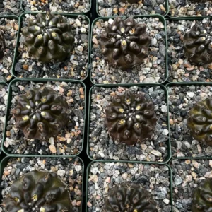 Black Cactus Neochilenia Huascensis Live Plant - Rare Cactus in 4