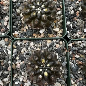 Black Cactus Neochilenia Huascensis Live Plant - Rare Cactus in 4