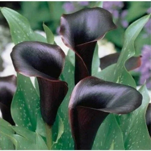 Black Calla Lily Seeds - Zantedeschia Aethiopica Flower Bonsai - Image 2