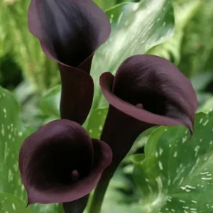Black Calla Lily Seeds - Zantedeschia Aethiopica Flower Bonsai - Image 1