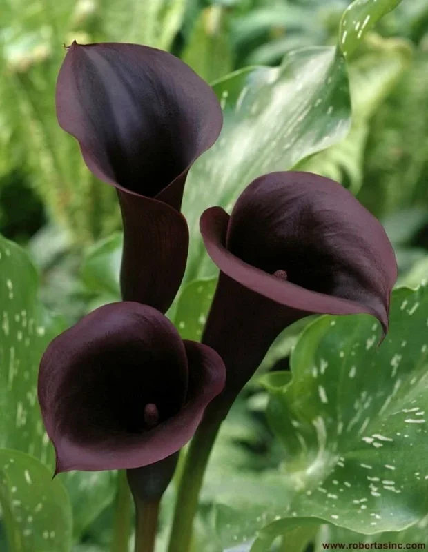 Black Calla Lily Seeds - Zantedeschia Aethiopica Flower Bonsai - Image 1