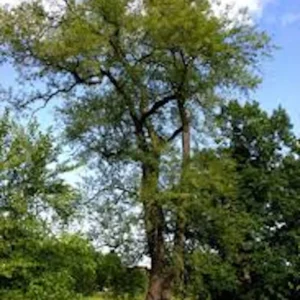 Black Cherry Tree Prunus serotina Bare Root - 12-24in Tall - 5 Pack - Image 2