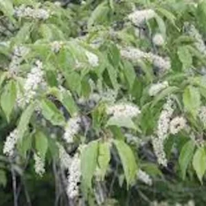 Black Cherry Tree Prunus serotina Bare Root - 12-24in Tall - 5 Pack - Image 3