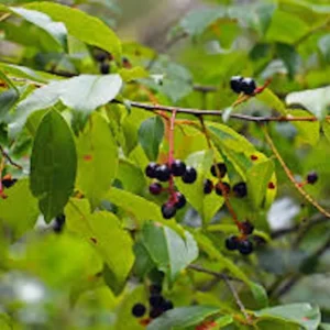 Black Cherry Tree Prunus serotina Bare Root - 12-24in Tall - 5 Pack - Image 4