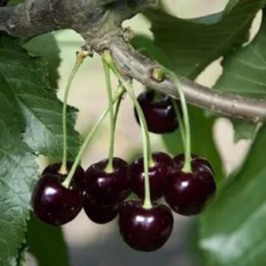 Black Cherry Tree – Prunus serotina – Live Plant – Up to 2 ft Tall – Outdoor - Image 1