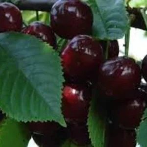 Black Cherry Trees Live Plant - 2 Seedlings, Up to 2 ft Tall - Outdoor Fruit Tree - Image 1