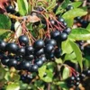 Black Choke Cherry Live Plant – Aronia melanocarpa – 2 ft Tall – Outdoor - Image 1