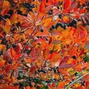 Black Chokeberry (Aronia melanocarpa) Bare Root Plant - 2 Pack, Edible Berries - Image 4