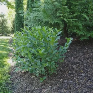 Black Chokeberry (Aronia melanocarpa) Bare Root Plant - 2 Pack, Edible Berries - Image 6