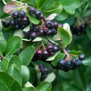 Black Chokeberry (Aronia melanocarpa) Bare Root Plant - 2 Pack, Edible Berries - Image 7