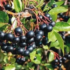 Black Chokeberry Live Plant - Aronia Melanocarpa Seedling - Up to 2 ft Tall Outdoor - Image 1