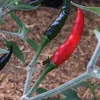 Black Cobra Pepper Live Plant – 6 inch Pot – Hot Chili Pepper - Image 1