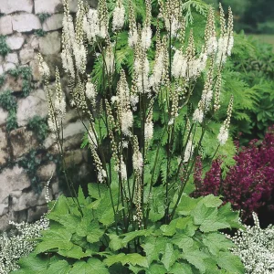 Black Cohosh Bare-root Plant (Actaea racemosa) | Shade Perennial - Image 1