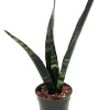 Black Coral Snake Plant Live Plant – Sansevieria – 4 inch Pot – Indoor - Image 1