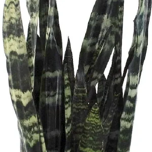 Black Coral Snake Plant Live Plant – Sansevieria – 4 inch Pot – Indoor - Image 2