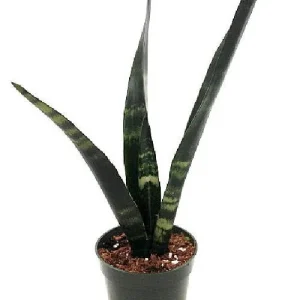 Black Coral Snake Plant Live Plant – Sansevieria – 4 inch Pot – Indoor - Image 1