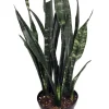 Black Coral Snake Plant Sansevieria - Live Houseplant - 6 inch Pot - Image 1