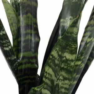 Black Coral Snake Plant Sansevieria - Live Houseplant - 6 inch Pot - Image 2
