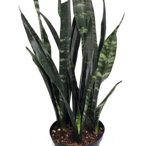 Black Coral Snake Plant Sansevieria - Live Houseplant - 6 inch Pot - Image 1