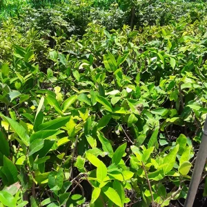 Black Diamond Wax Apple Tree - Live Plant, 1-2 Ft Tall, Shipped in 3 Gallon Pot - Image 2