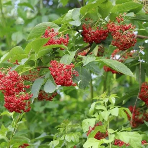 Black Elderberry Live Plant – Edible Berries, Quart Pot, 12