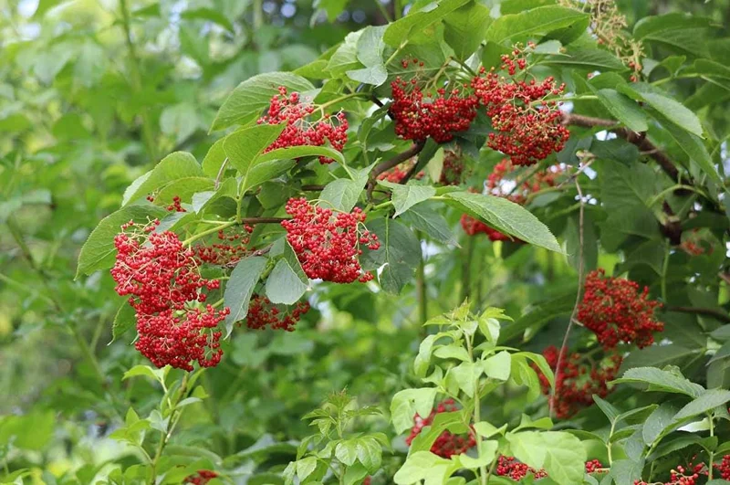 Black Elderberry Live Plant – Edible Berries, Quart Pot, 12" Tall – Outdoor Shrub - Image 10