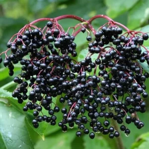 Black Elderberry Live Plant – Edible Berries, Quart Pot, 12" Tall – Outdoor Shrub - Image 2