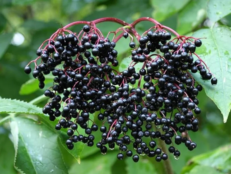 Black Elderberry Live Plant – Edible Berries, Quart Pot, 12" Tall – Outdoor Shrub - Image 2