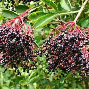 Black Elderberry Live Plant – Edible Berries, Quart Pot, 12