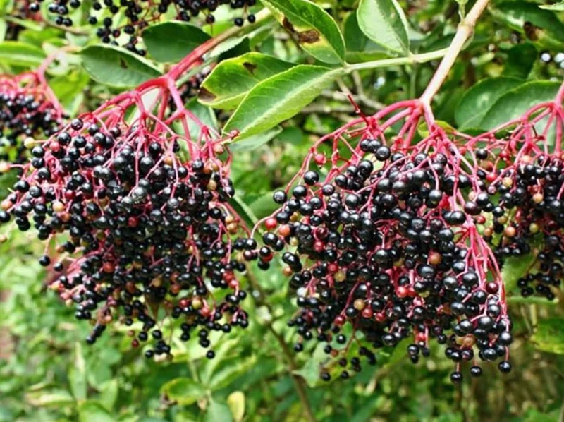 Black Elderberry Live Plant – Edible Berries, Quart Pot, 12" Tall – Outdoor Shrub - Image 3