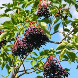 Black Elderberry Live Plant – Edible Berries, Quart Pot, 12