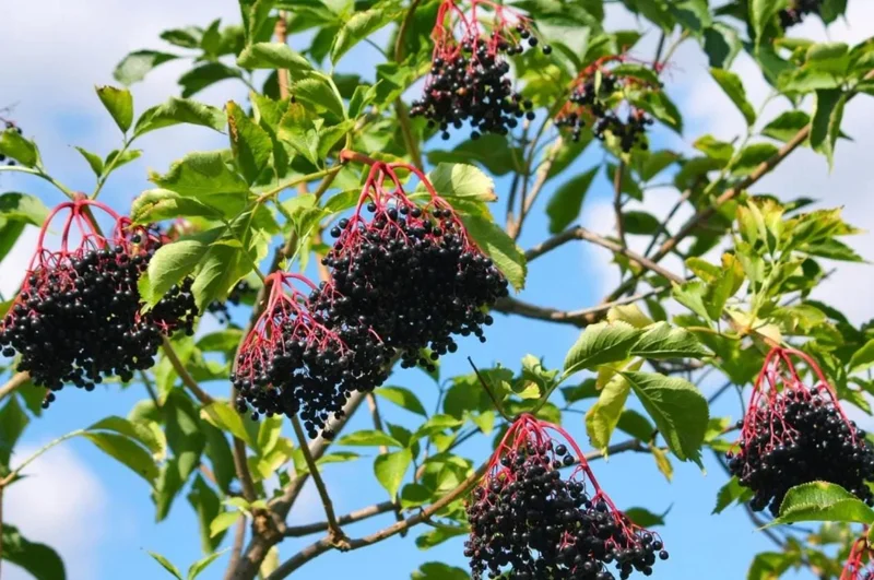 Black Elderberry Live Plant – Edible Berries, Quart Pot, 12" Tall – Outdoor Shrub - Image 4