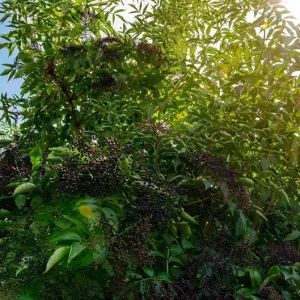 Black Elderberry Live Plant – Edible Berries, Quart Pot, 12