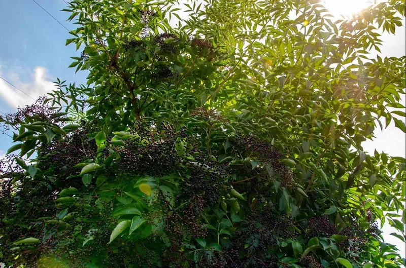 Black Elderberry Live Plant – Edible Berries, Quart Pot, 12" Tall – Outdoor Shrub - Image 5