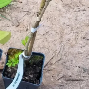 Black Elderberry Live Plant – Edible Berries, Quart Pot, 12