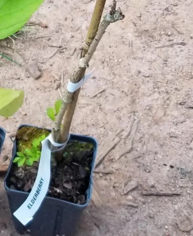 Black Elderberry Live Plant – Edible Berries, Quart Pot, 12" Tall – Outdoor Shrub - Image 6