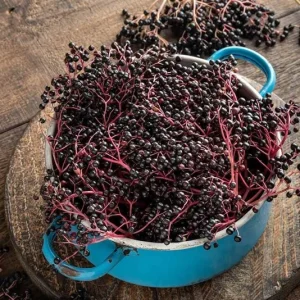 Black Elderberry Live Plant – Edible Berries, Quart Pot, 12