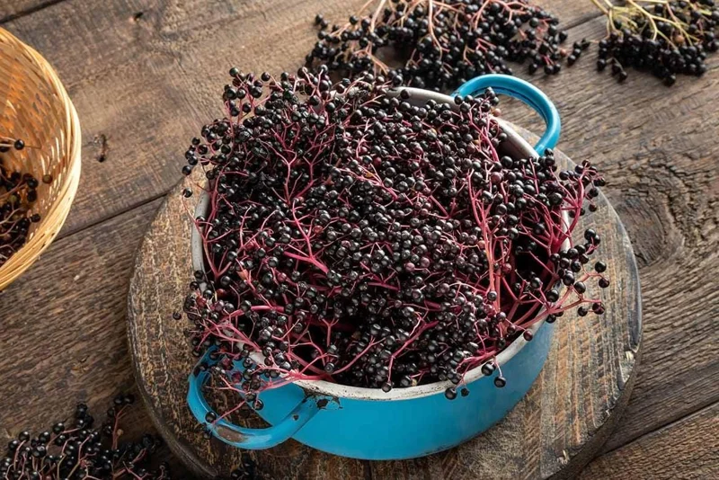 Black Elderberry Live Plant – Edible Berries, Quart Pot, 12" Tall – Outdoor Shrub - Image 7