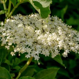 Black Elderberry Live Plant – Edible Berries, Quart Pot, 12