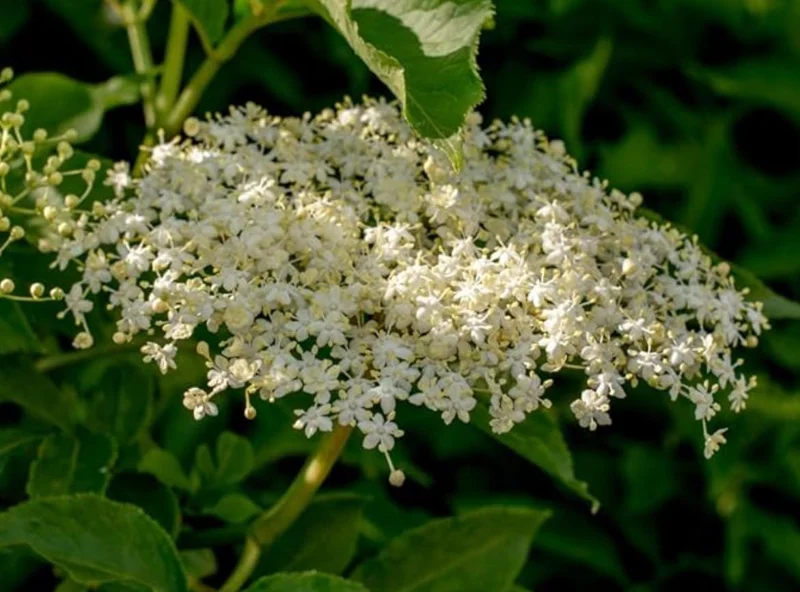 Black Elderberry Live Plant – Edible Berries, Quart Pot, 12" Tall – Outdoor Shrub - Image 8