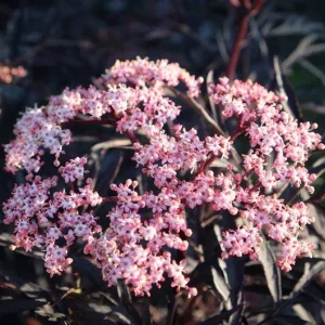 Black Elderberry Live Plant – Edible Berries, Quart Pot, 12