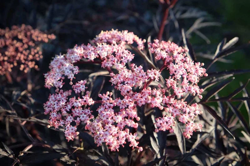Black Elderberry Live Plant – Edible Berries, Quart Pot, 12" Tall – Outdoor Shrub - Image 9