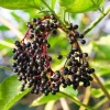 Black Elderberry Live Plant – Edible Berries, Quart Pot, 12" Tall – Outdoor Shrub - Image 1