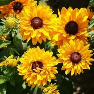 Black Eyed Susan 'Goldilocks' Seeds - 100 Count Rudbeckia - Double Blooms - Annual Flower Seeds - Image 1
